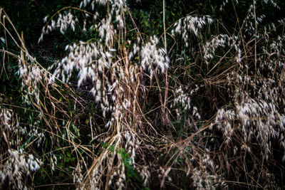 Close-up of grass in water