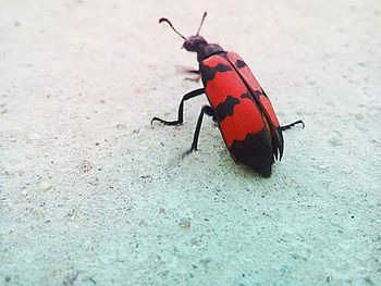 Close-up of insect