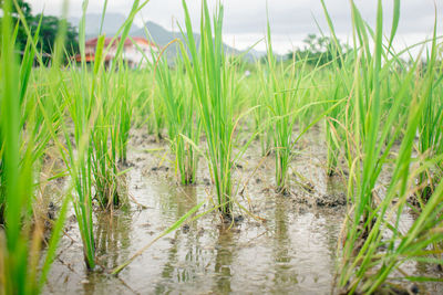 Surface level of grass on field against sky