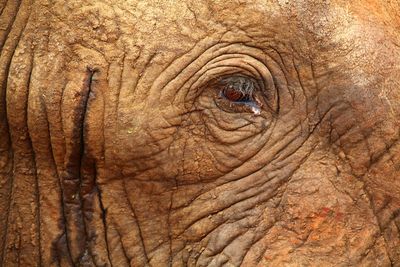 Close-up of elephant