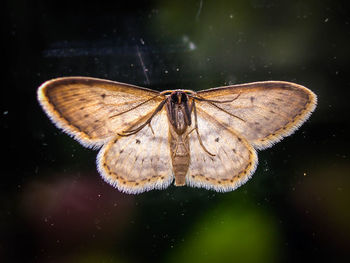 Close-up of moth against blurred background