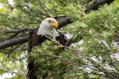 A bald eagle, haliaeetus leucocephalus, perched in a pine tree while scanning a lake for prey