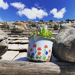 Close-up of potted plants against blue sky