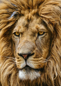 Head shot of lion