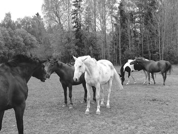 Horse grazing on field