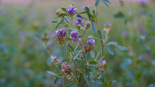 Alfalfa, medicago sativa, also called lucerne, is a perennial flowering plant in the pea family. it 