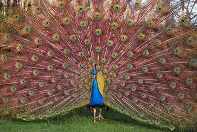 Full frame shot of peacock