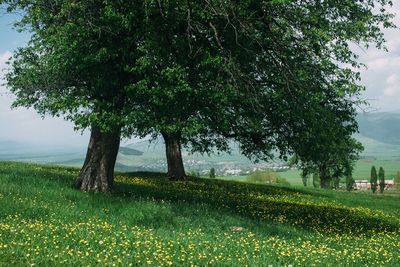 Trees growing on field