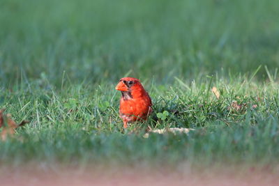 Close-up of a bird on grass