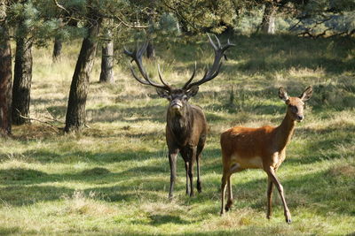 Deer standing on grassy field at forest