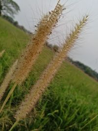 Close-up of grass on field