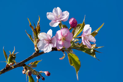 Low angle view of pink flowers against blue sky