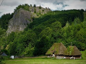 Scenic view of tree on field against sky