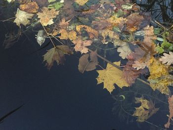 Close-up of maple leaves on tree during autumn