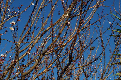 Low angle view of flowering tree against blue sky