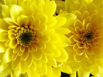 Close-up of yellow flower blooming outdoors