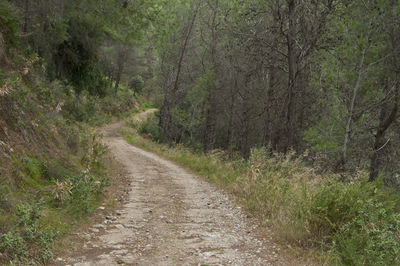 Road amidst trees in forest