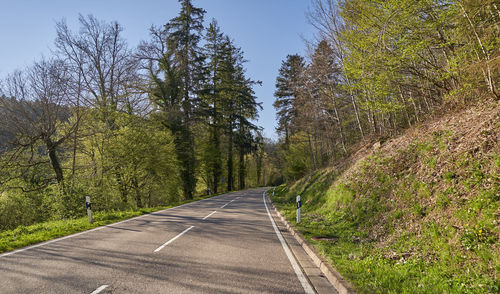 Spring landscape with a road between the trees in sunny day