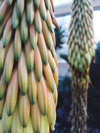 Close-up of fruits