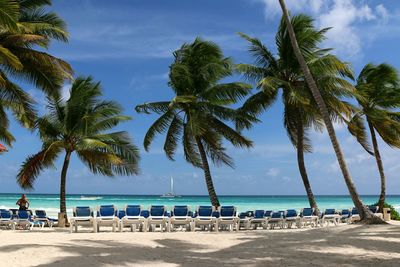 Palm trees on beach against blue sky