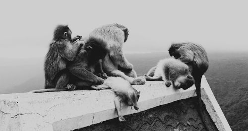 Monkeys sitting on riverbank against sky