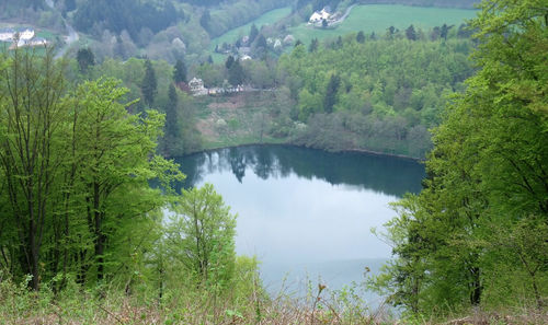 Scenic view of lake amidst trees in forest