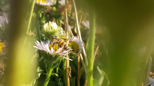 Close-up of bee on flower