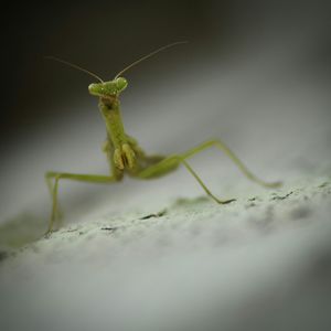 Close-up of grasshopper