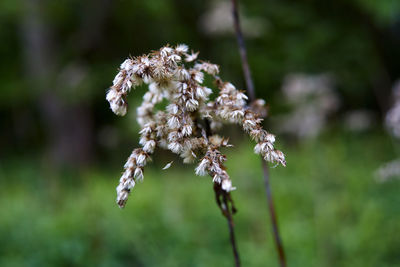 Close-up of wilted flowering plant on field