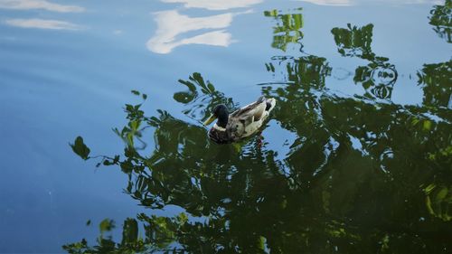 High angle view of a duck in lake