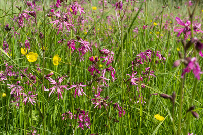Close-up of purple flowering plants on field