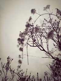 Low angle view of bare trees against sky