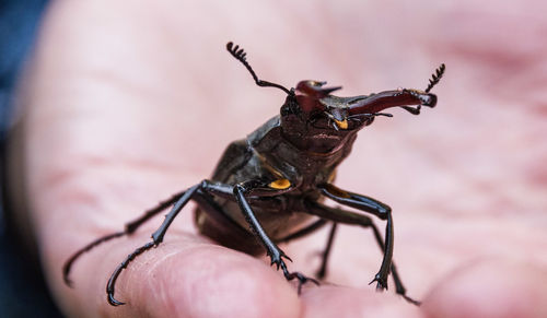Close-up of insect on finger