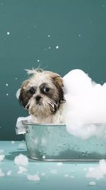 Dog sitting in bathtub