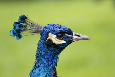 Close-up of peacock