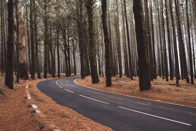 Empty road along trees in forest