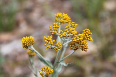 Close-up of yellow flowering plant on field