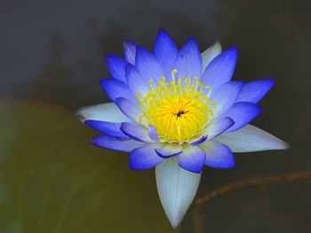 Close-up of purple blue flower