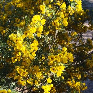 Close-up of yellow flowers