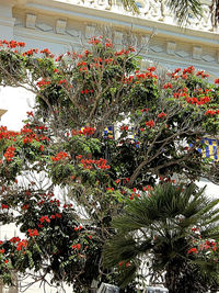 Low angle view of flowers growing on wall