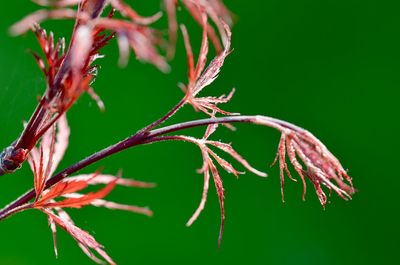 Close-up of red flowering plant