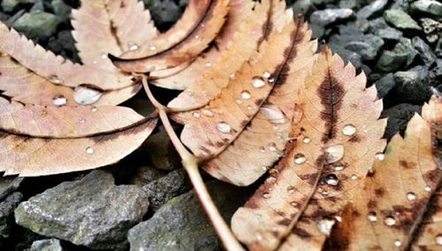 Close-up of leaf against blurred background
