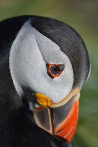 Close-up of a bird