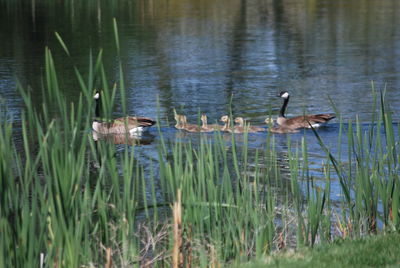 Ducks swimming in lake