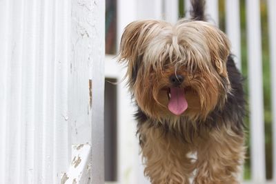 Close-up portrait of dog sticking out tongue