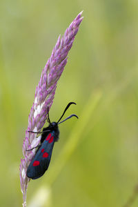 Close-up of butterfly pollinating on purple flower