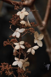 Close-up of wilted flower plant