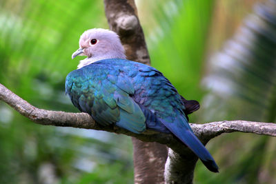 Close-up of parrot perching on branch