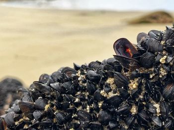 Close-up of shell on beach