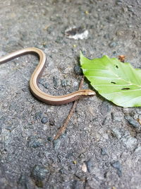 High angle view of lizard on rock